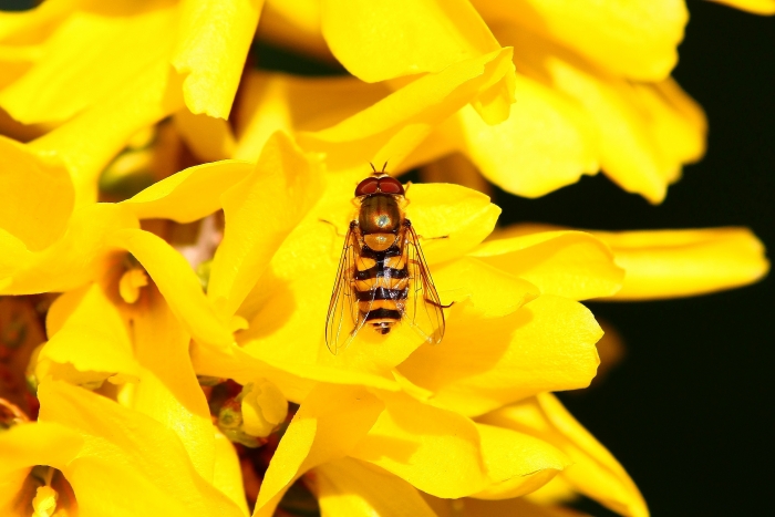 Syrphus ribesii?